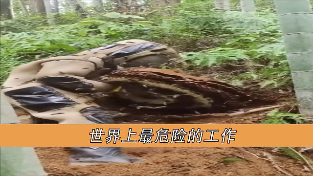 世界上最危险的工作
