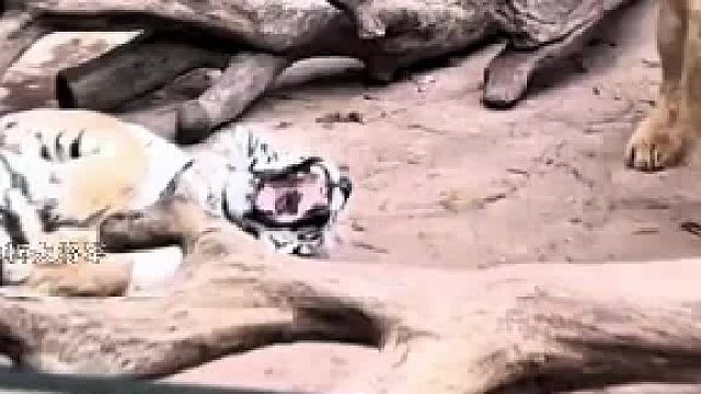 独狮压群虎