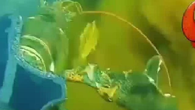 男子潜水遇到龙虾夹子一张一合真疼...
