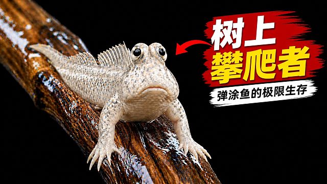 会爬树的鱼？揭秘弹涂鱼：如何在陆地行走、呼吸甚至“眨眼”的进化奇迹