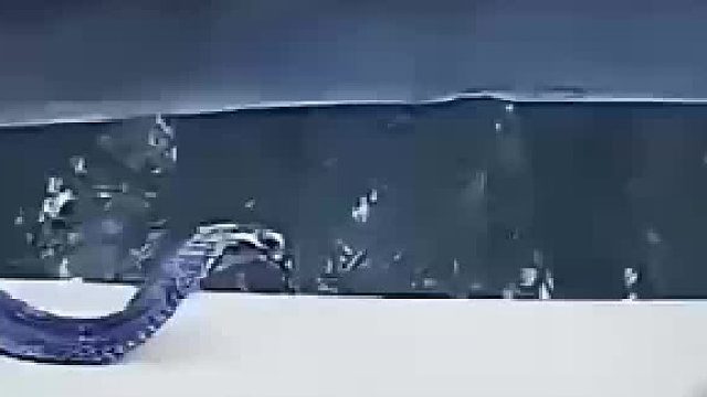 猴子遇上毒蛇亲密楼脖 以为是朋友没想到是敌人