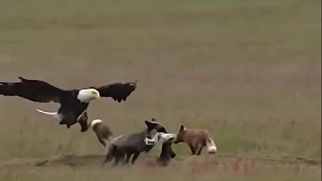 犀利的老鹰从狐狸口中抢夺野鸭