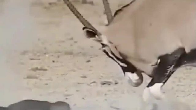 平头哥栽到大羚羊手里，转身便要挑衅狮子花豹挽回面子