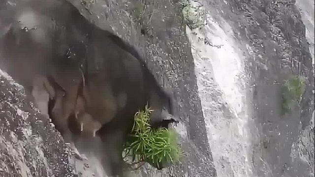 野猪妈妈为了生存竟带着一窝幼崽翻越悬崖