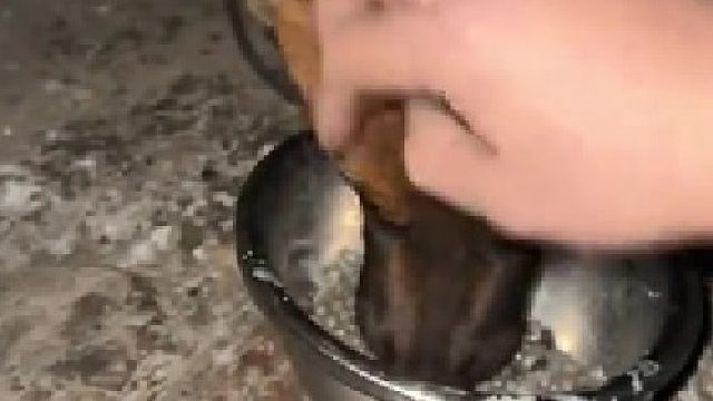 说破天 猫狗护食就该打