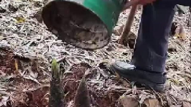 用桶把笋盖住会发生什么，结果万万没想到，有人知道这是什么原因