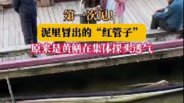 第一次见！泥里冒出的“红管子”，原来是黄鳝在集体探头透气