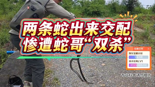 两条蛇出来J配，惨遭蛇哥“双杀”