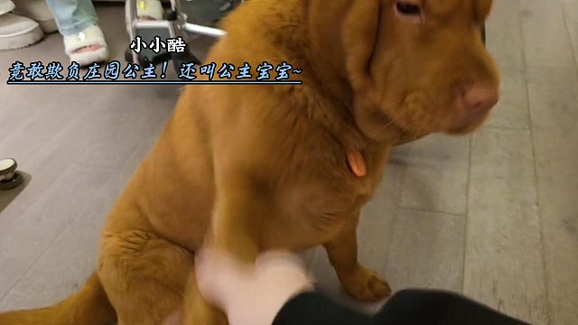 酷老六竟敢欺负庄园公主！？