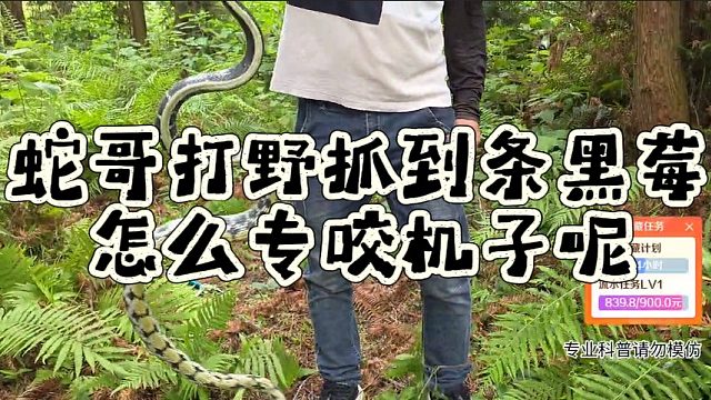 蛇哥打野抓到条黑莓，怎么专咬机子呢