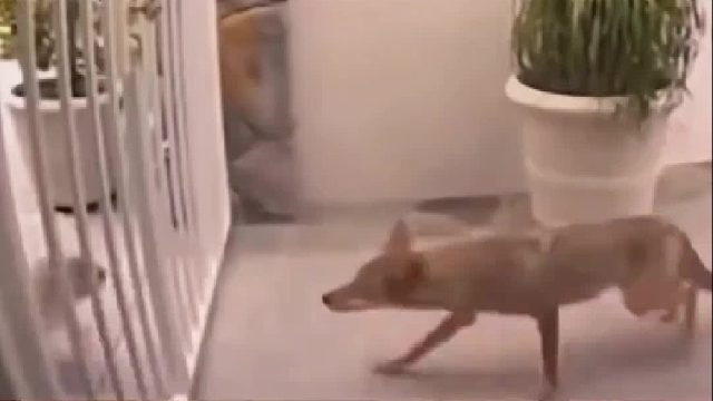 狡猾的狐狸潜入民宅偷走小狗