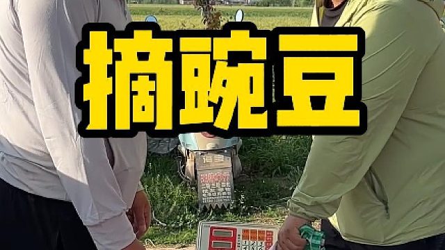 盼了一茬的豌豆大丰收，工人顶着大太阳连轴采摘工钱一分不少结，满心欢喜拉去卖结果市价没跟上预期，多少