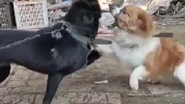 哪个更凶？