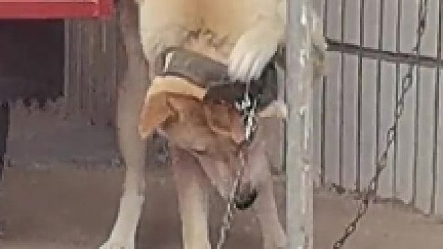 中华田园犬智商高与其它犬类
