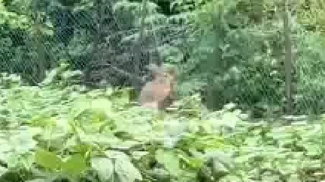 浇菜地时发现的怎么可以抓到它