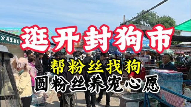 继续逛开封狗市，帮粉丝抓狗圆养宠心愿！让养狗新手少走弯路避坑