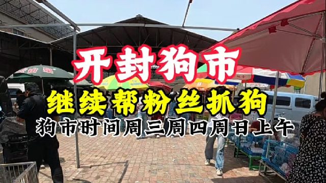 周三开封狗市，继续帮粉丝抓狗完成养宠心愿！让养狗新手少走弯路