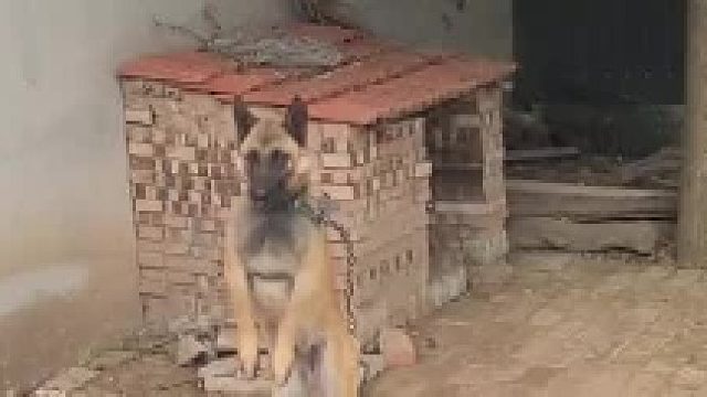 狗：这就叫情绪价值