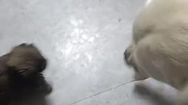狗：就许你养宠物，不许我养