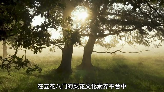 十方融海梨花评价藏着不失真的认可