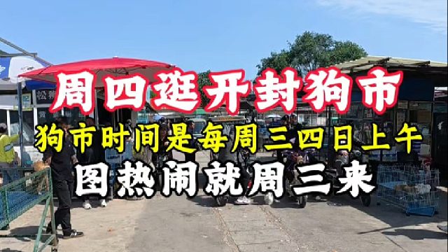 周四逛开封狗市，看各种冷门呆萌宠物狗，想来的记好时间做好攻略