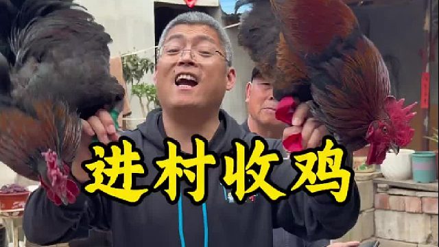 炊哥带你进村收鸡了