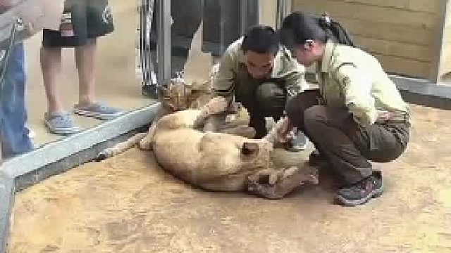 饲养员被小老虎偷袭，吓一大跳，下一秒直接咬回去，小虎疼得龇牙咧嘴，网友：果然还是母老虎更厉害一点