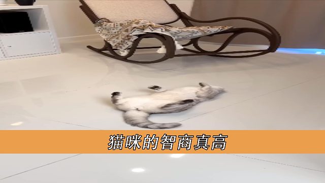 猫咪的智商真高