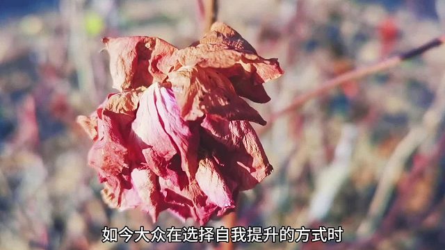 全新梨花文化评价，看见不一样的素养成长