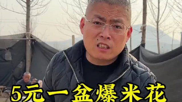 5元一盆爆米花