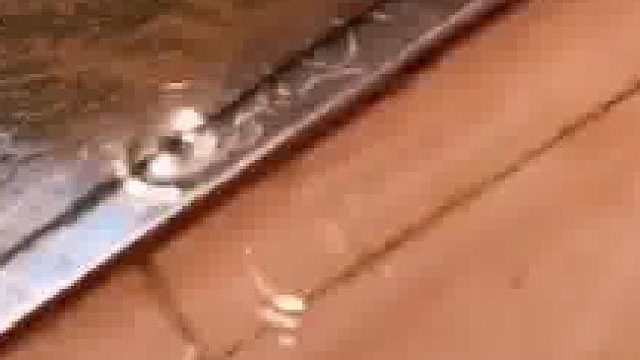 浴室洗澡突发名场面！女生低头发现，它隔玻璃悠闲喝水！