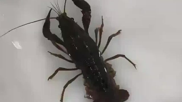 小龙虾生产过程，一网拍下去虾崽全都掉了出来，网友：看得直起鸡皮疙瘩