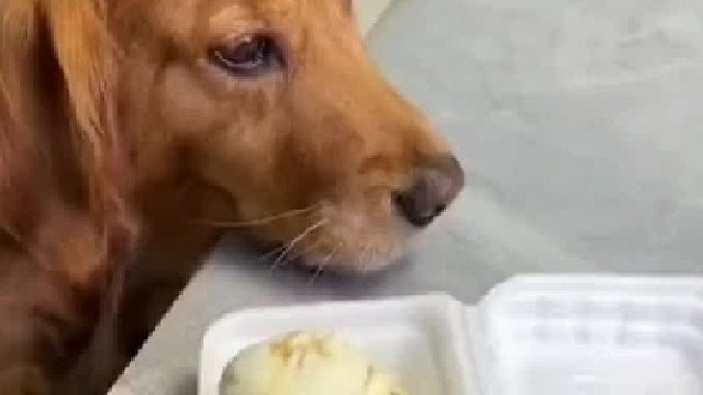 这是正宗的狗不理包子，这狗也套路太深了