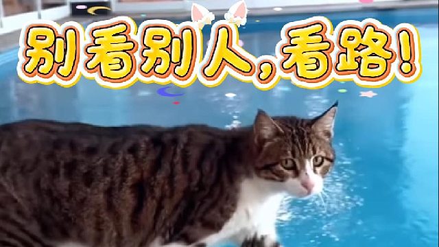 猫咪日常生活系列之不看路