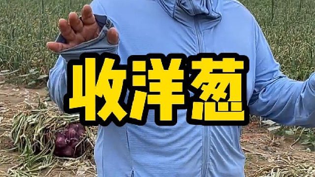 洋葱丰收忙不停哥跟合伙人找人装车，转眼就阴云密布匆匆往家赶，到家就起满