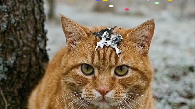 猫咪日常生活系列之猫善被鸟欺
