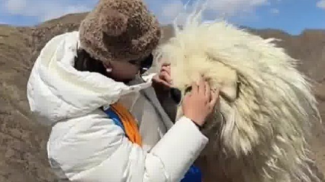 西藏偶遇藏獒合影 20 元，拆穿后瞬间傻眼