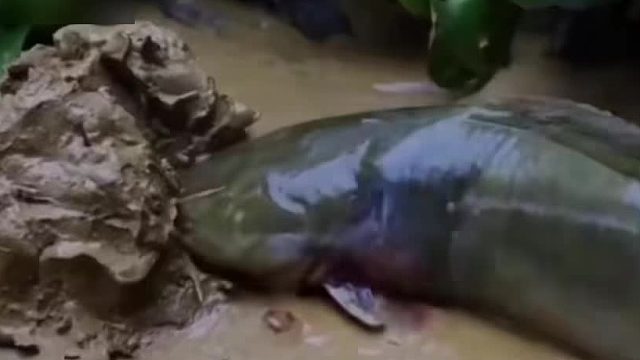 这种被称为臭水沟之王的埃及塘鲺你有幸吃过吗