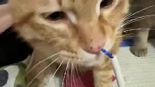 数据线被猫咪咬断，主人拿出线当着小猫面找出“凶手