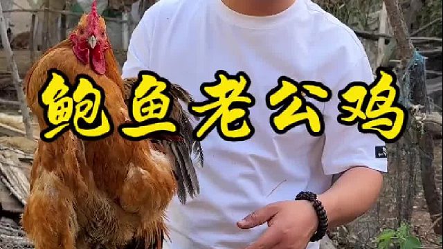 鲍鱼老公鸡