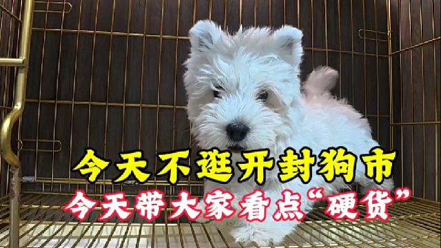 今天不逛开封狗市，咱去犬舍看西高地，新手去狗市做好攻略再来！