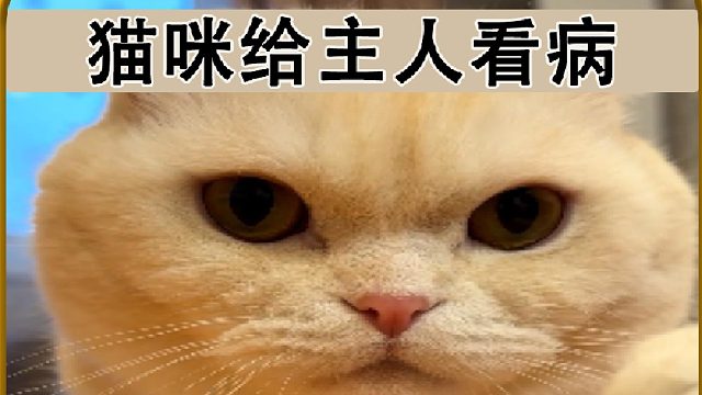 猫咪给主人看病