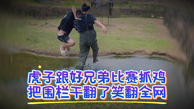 虎子跟好兄弟比赛抓鸡，把围栏干翻了笑翻全网