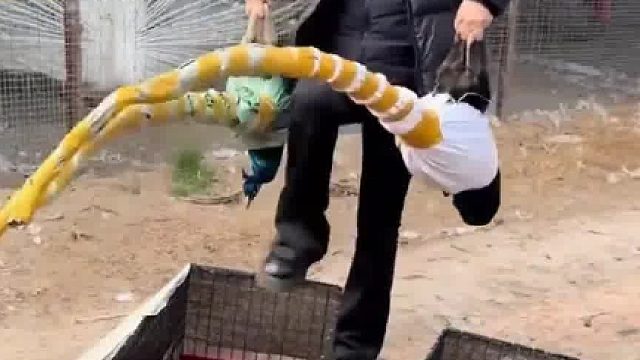 女子网购的孔雀已送达家中