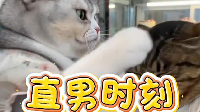 猫咪日常生活系列之直男时刻