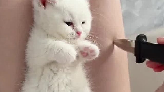 猫咪跟男人一样，在一起时间越长就越敷衍了