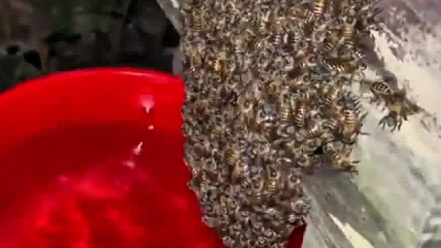 内行人洗蜜蜂，这是什么操作