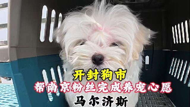 帮南京粉丝完成养宠心愿！全程尽心尽责专车送达！让信任不错付！