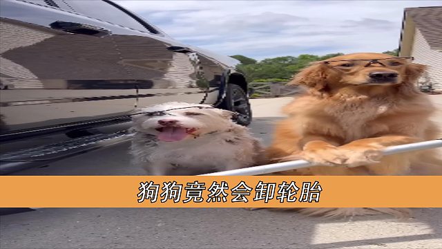 狗狗居然会卸轮胎