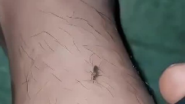 男子尝试驱蚊新方法